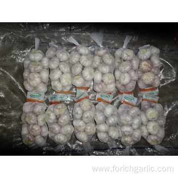 2019 Fresh Garlic Normal White Garlic